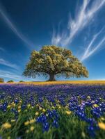 Beautiful tree in a vibrant field photo