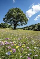 Colorful flowers, blue sky photo