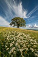 Lone tree in a vibrant meadow photo