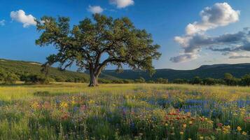 A large oak tree in a field of wildflowers photo