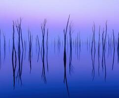 Dark shapes rise from water photo