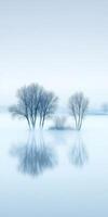 Winter trees, calm scene photo