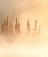 Misty forest at sunrise with trees photo
