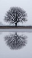 Misty tree reflection on calm water surface photo