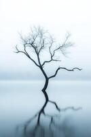 Lonely tree rises out of misty water at dawn photo