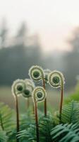 Freshly unfurling ferns in morning light photo