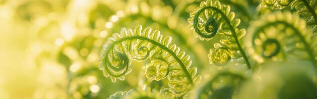 Lush ferns in sunlit detail photo