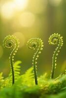 Ferns growing in a lush forest setting photo