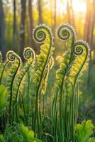 Ferns unfurling in sunlight near the forest photo
