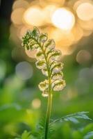 Beautiful fern fonds illuminated by sunlight photo