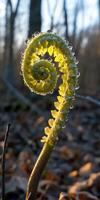 Fern unfurling in morning dew photo