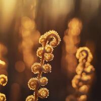 Golden fern fonds in soft evening light photo
