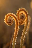 Fern fonds under morning dew photo