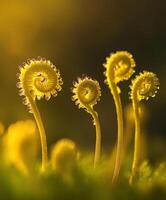 Delicate ferns with dew in soft morning light photo