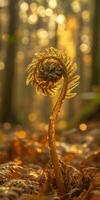 Fern fond spirals in golden forest light photo