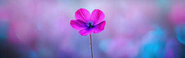 Colorful wildflower in soft backdrop photo