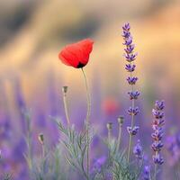 Vibrant wildflower blooms in nature photo