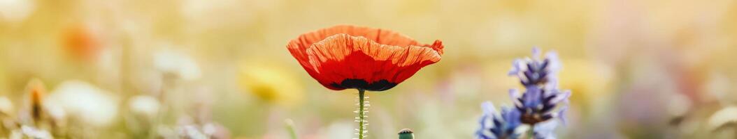Vibrant wildflower blooms under warm sunlight photo