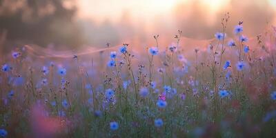 Bright wildflowers in sunny meadow photo