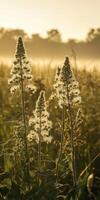 Wildflowers shining in morning light photo