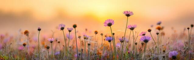 Sunrise wildflowers in bloom photo