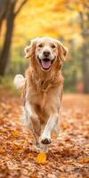 Golden retriever runs through autumn leaves photo