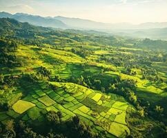 Serene terraced rice fields photo