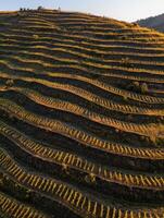 Sunset over terraced vineyards photo