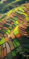 Bright green and orange fields by day photo