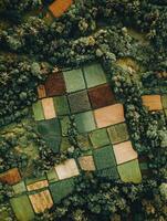 Lush terraced fields in a rural landscape photo