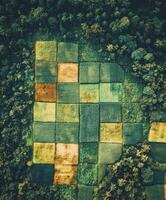 Lush green farmland patterns photo
