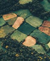 Vivid fields and forests captured photo