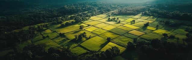 Bright green fields in golden light photo