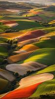 Vibrant farmland on rolling hills photo