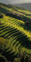Green terraced fields in hills photo
