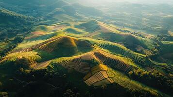 Lush terraced fields in morning light photo
