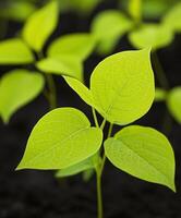 New green leaves emerging from rich soil photo