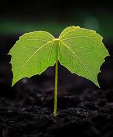 Bright green leaf sprouts from dark soil photo