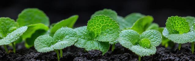 Growing green seedlings in moist soil photo