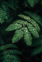 Lush green fern leaves with water droplets photo