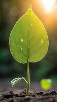 New sprout emerges from rich soil at sunset photo