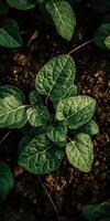 Lush green leaves emerging from rich soil photo