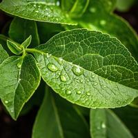 Glistening green leaves with droplets photo