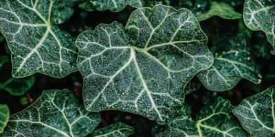Close-up of green leaves after rain photo