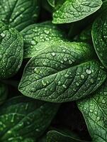 Glistening green leaves with dew photo