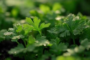 Fresh green herbs thrive in morning light photo