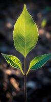 New leaves sprouting in soft morning light photo