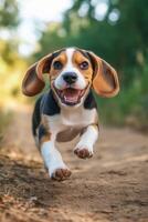 Beagle puppy joyfully runs along a dirt path photo