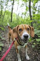 Beagle puppy exploring a wooded trail photo