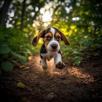 Beagle puppy runs joyfully through the woods photo